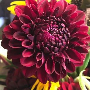 Meet your Posher, Linda